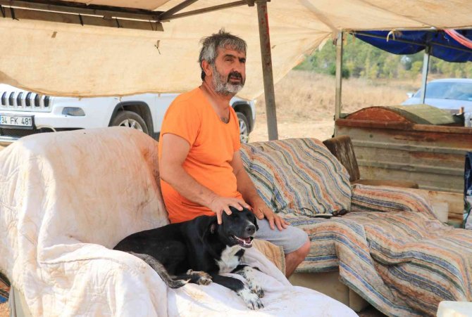 Almanya Bir Sokak Köpeği Kazandı
