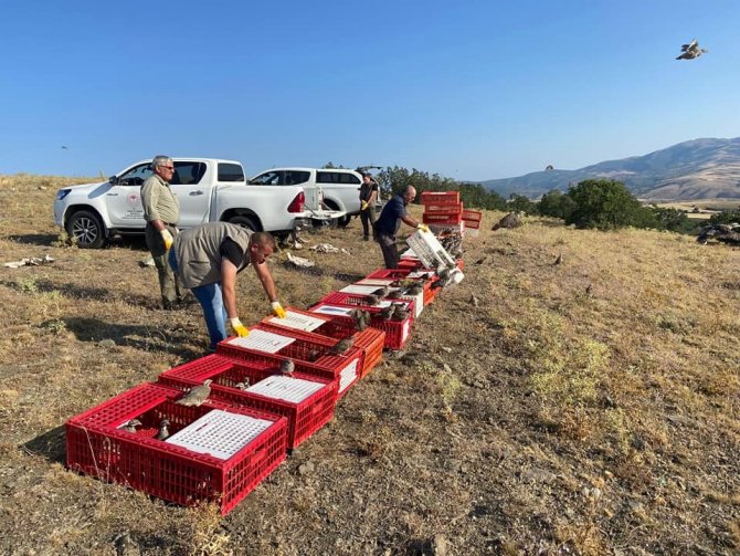 Kırıkkale’de Bin Kınalı Keklik Doğaya Salındı