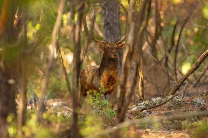 Milli Park’a Bırakılan Alageyikler Koskoca Bir Aile Oldular