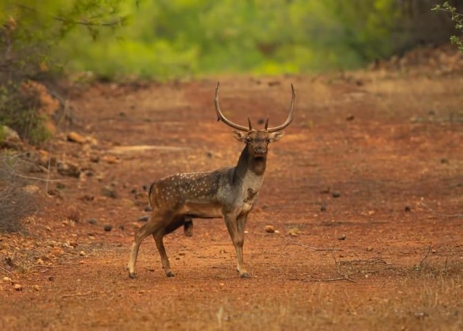 Milli Park’a Bırakılan Alageyikler Koskoca Bir Aile Oldular