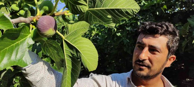 Dünyaca Ünlü Siyah İncirde Hasat Başladı