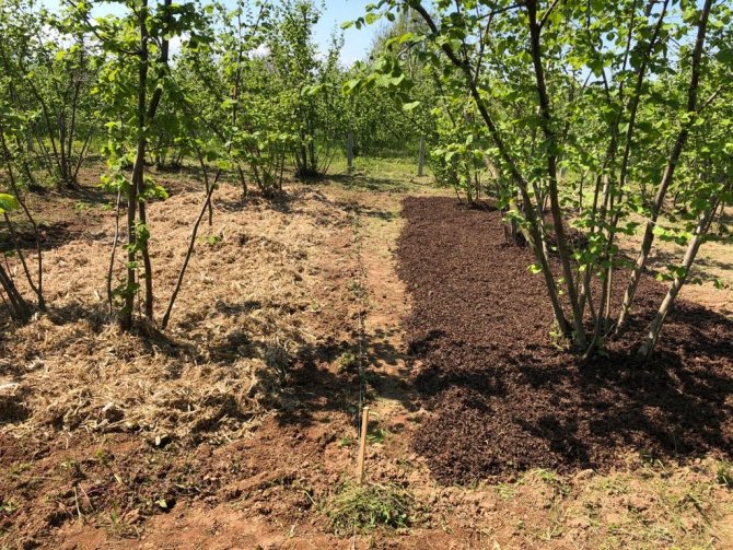 Tarımsal Atıklar Değerlendirilecek