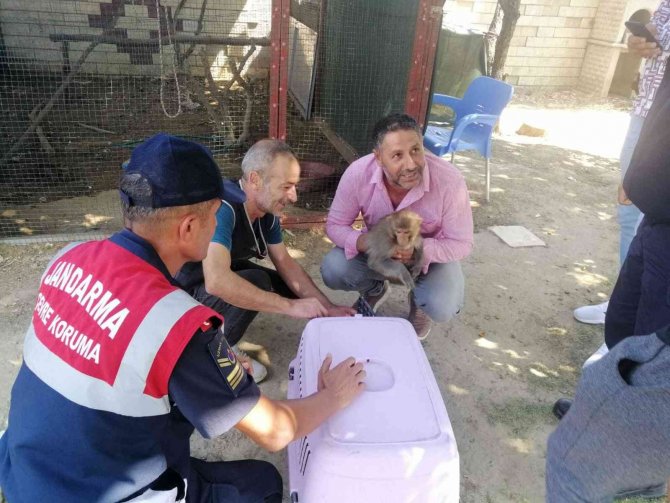 İ̇zmir’de İlginç Olay: 2 Yaşındaki Çocuğun Elini Maymun Isırdı