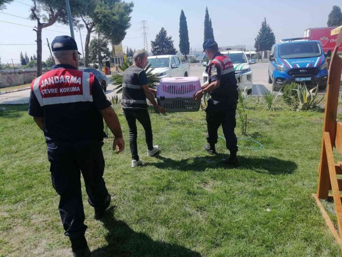 İ̇zmir’de İlginç Olay: 2 Yaşındaki Çocuğun Elini Maymun Isırdı