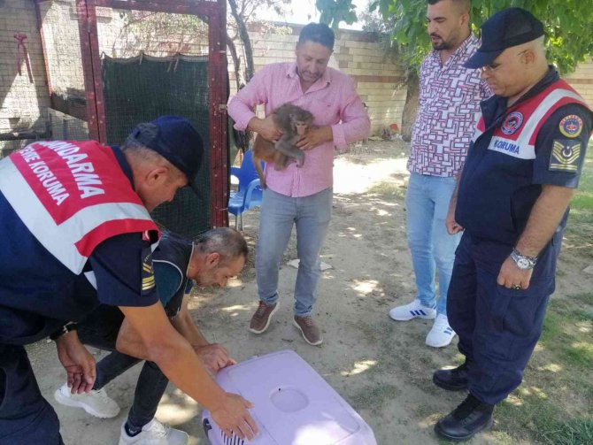 İ̇zmir’de İlginç Olay: 2 Yaşındaki Çocuğun Elini Maymun Isırdı