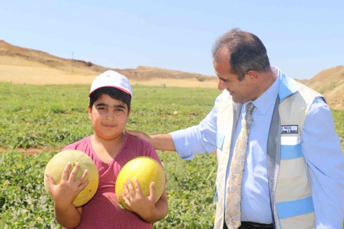 Elazığ’da Kavun Rekoltesi Yüzleri Güldürdü