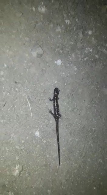 Gümüşhane’de Nesli Tükenmekte Olan ’Kafkas Semenderi’ Görüntülendi