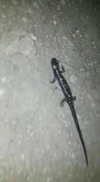 Gümüşhane’de Nesli Tükenmekte Olan ’Kafkas Semenderi’ Görüntülendi