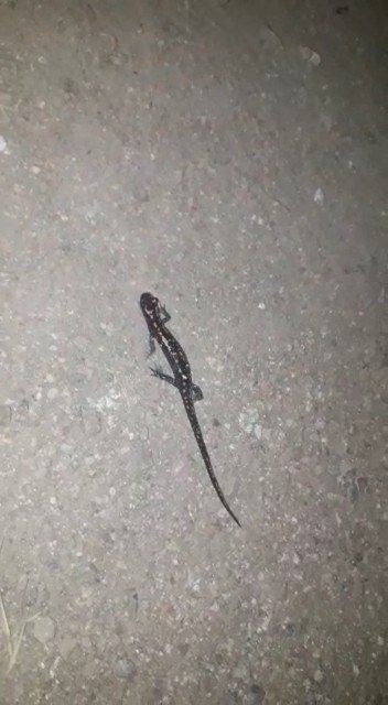 Gümüşhane’de Nesli Tükenmekte Olan ’Kafkas Semenderi’ Görüntülendi