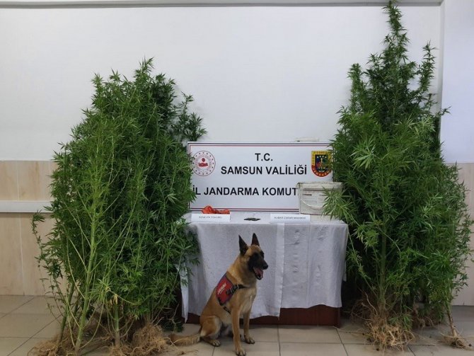 Samsun’da Çok Sayıda Narkotik Madde Ele Geçirildi