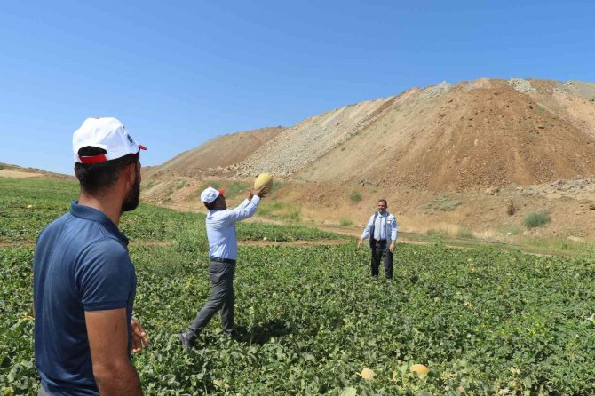 Elazığ’da Kavun Rekoltesi Yüzleri Güldürdü