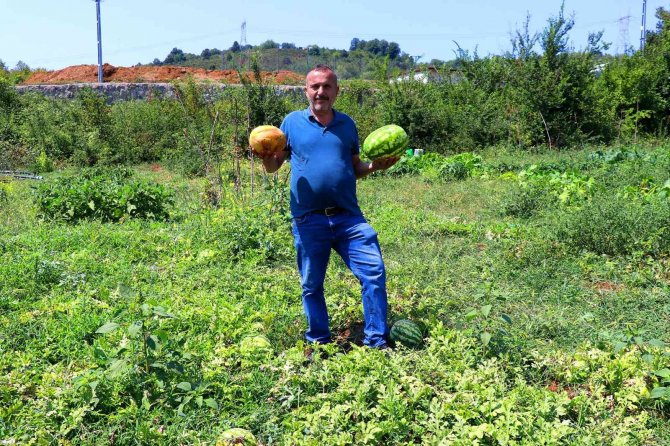 40 Ton Kabaktan 250 Bin Tl Gelir Bekliyor