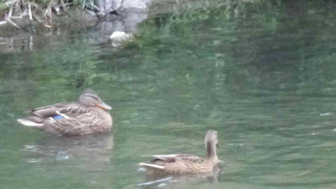 Yaban Ördekleri Yavrularını Kars’ta Büyüttü