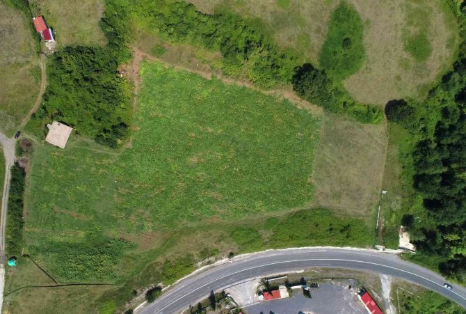 40 Ton Kabaktan 250 Bin Tl Gelir Bekliyor