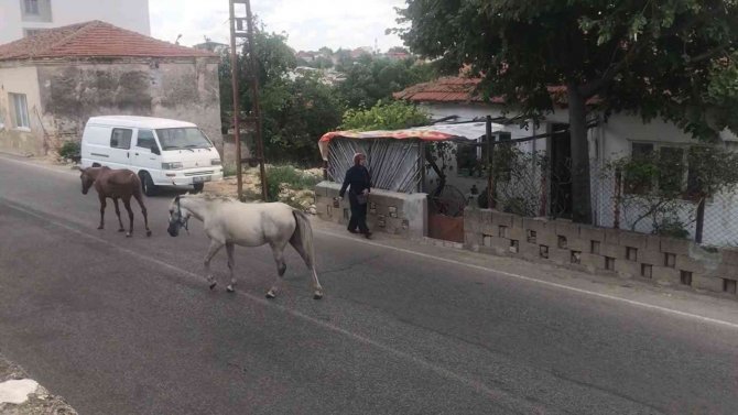 Kırklareli’nde Başıboş Atlar Trafiği Tehlikeye Sokuyor