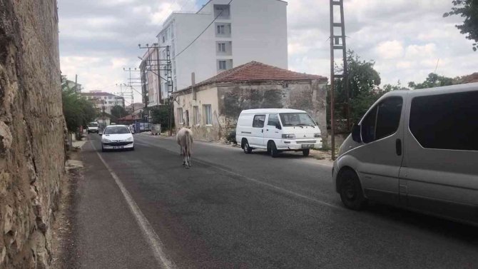 Kırklareli’nde Başıboş Atlar Trafiği Tehlikeye Sokuyor