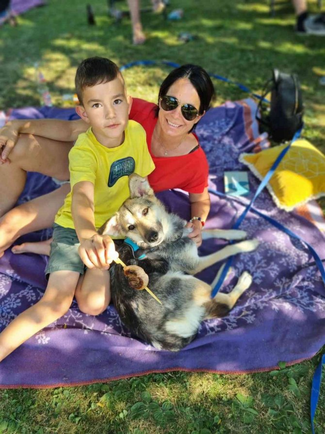 Almanya Bir Sokak Köpeği Kazandı