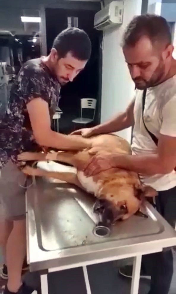 Antalya’da Hayvan Zehirlenmelerine İlişkin Belediyeden Suç Duyurusu