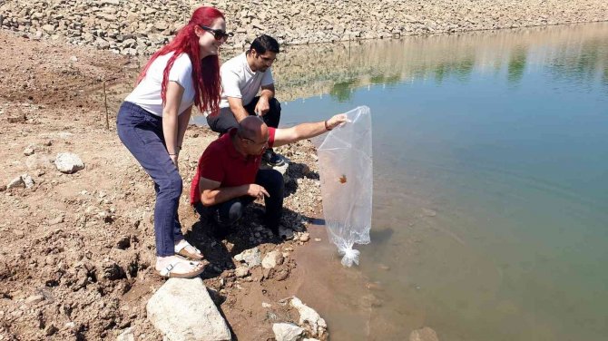 Bursa’da 10 Bin Yavru Sazan Balığı Suyla Buluştu