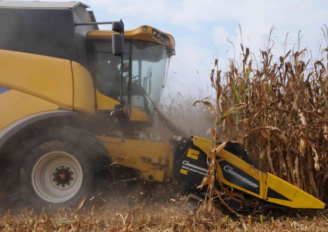 Çukurova’da Mısır Hasadı Başladı