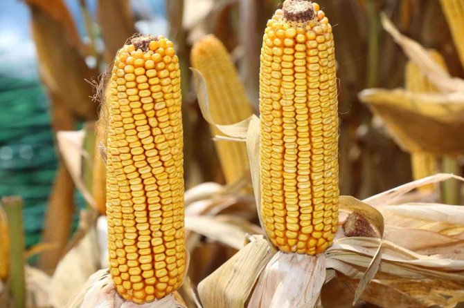 Çukurova’da Mısır Hasadı Başladı