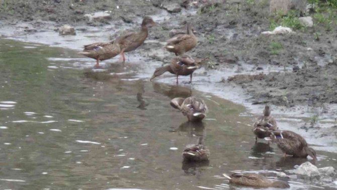 Yaban Ördekleri Yavrularını Kars’ta Büyüttü