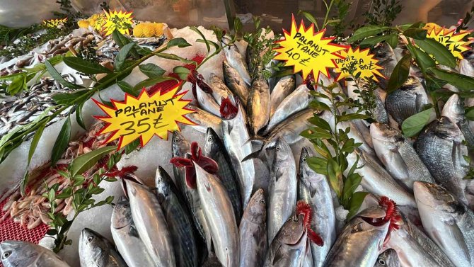 Balıkseverler Bu Sezon Hamsi Ve Palamuda Doyacak