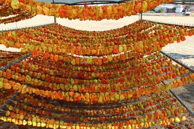 Yılda Kuruttuğu 600 Ton Sebzeyle 200 Aileye Ekmek Kapısı Oluyor