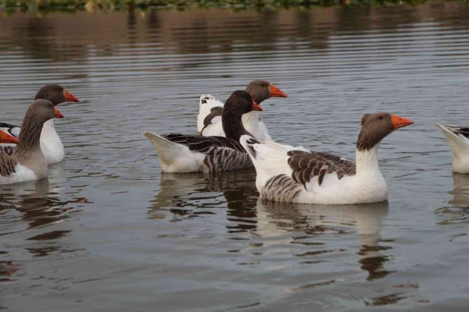 Süleymanlı Yayla Gölü Kuruyor