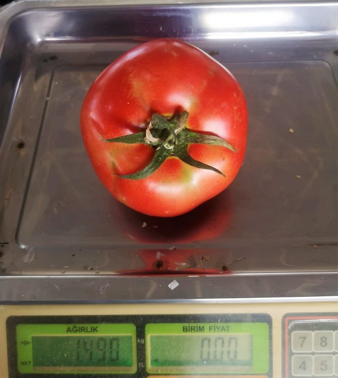 Organik Domateslerin Büyüklüğünü Gören Bir Daha Bakıyor