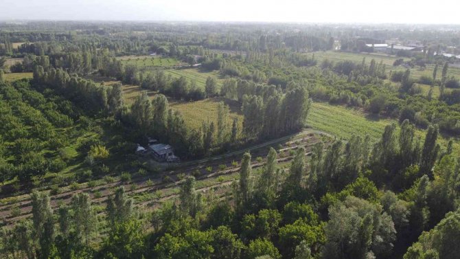 İ̇rem Bağlarında Yeşilliğin Son Demleri Yaşanıyor