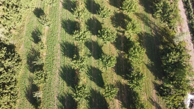 İ̇rem Bağlarında Yeşilliğin Son Demleri Yaşanıyor