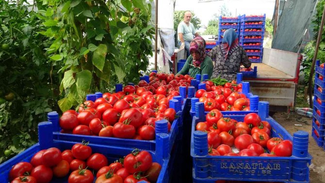 Isparta Yaylalarında Domates Hasadı Başladı