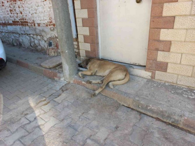 Kadıköy’de Bir Sokağı Pire Ve Keneler Sardı