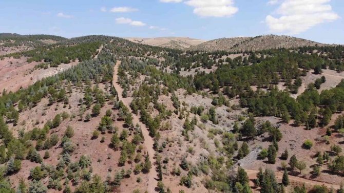 Jandarmadan Orman Yangınlara Karşı Dronlu Denetim