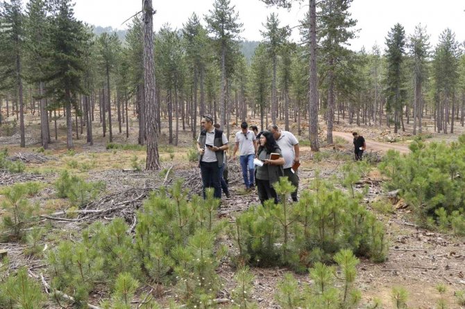 Köyceğiz’de Karaçam Gençleştirme Sahaları İncelendi