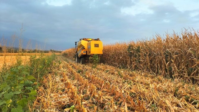 Mısırda Verim, Çiftçinin Yüzünü Güldürdü