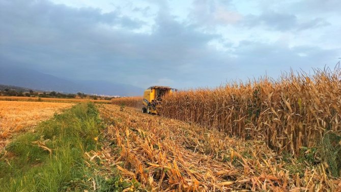 Mısırda Verim, Çiftçinin Yüzünü Güldürdü