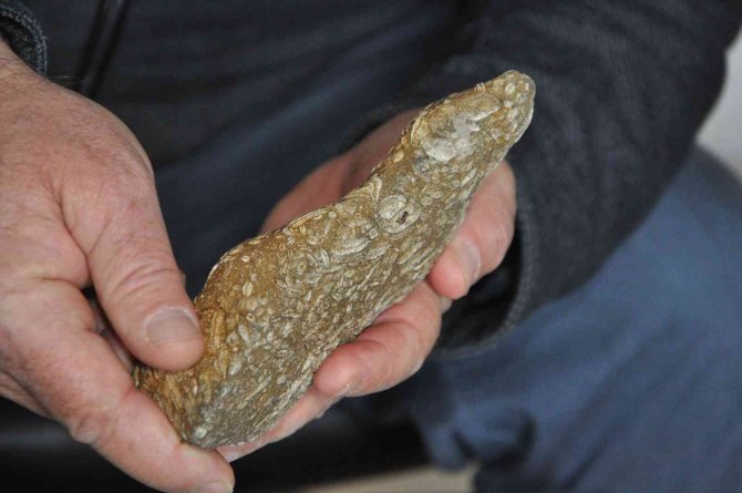 Şırnak’ta 50 Milyon Yıllık Olduğu Değerlendirilen Fosil Bulundu