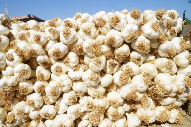 Dünyaca Ünlü Taşköprü Sarımsağında Kıyasıya Pazarlıklar Yaşanıyor