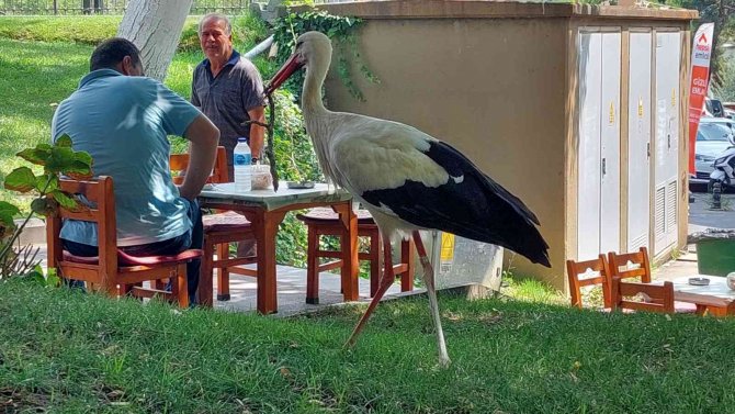 Kayıp Leylek Geri Döndü