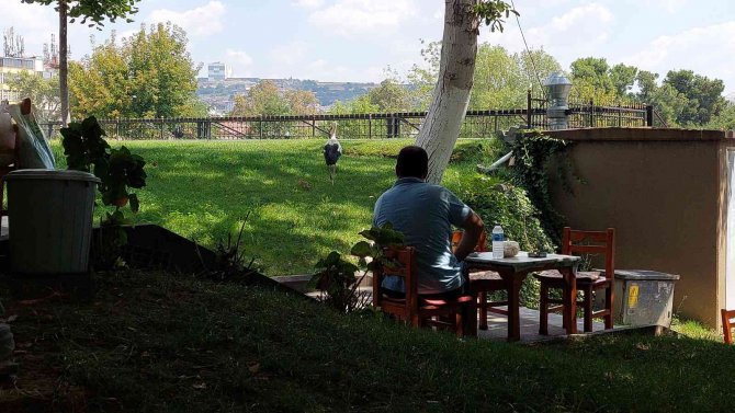 Kayıp Leylek Geri Döndü