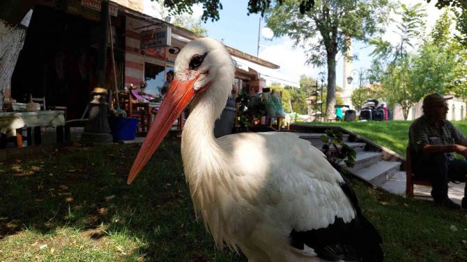 Kayıp Leylek Geri Döndü