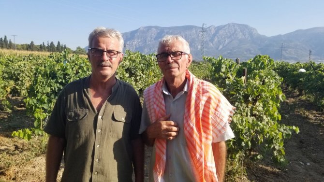 Cumhurbaşkanı Erdoğan Üzüm Hasadı Yaptı