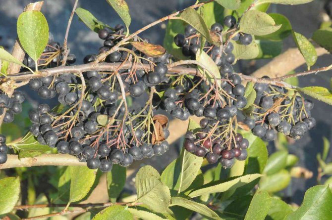 Süper Meyve ‘Yalova Aronyası” Hasat İçin Gün Sayıyor