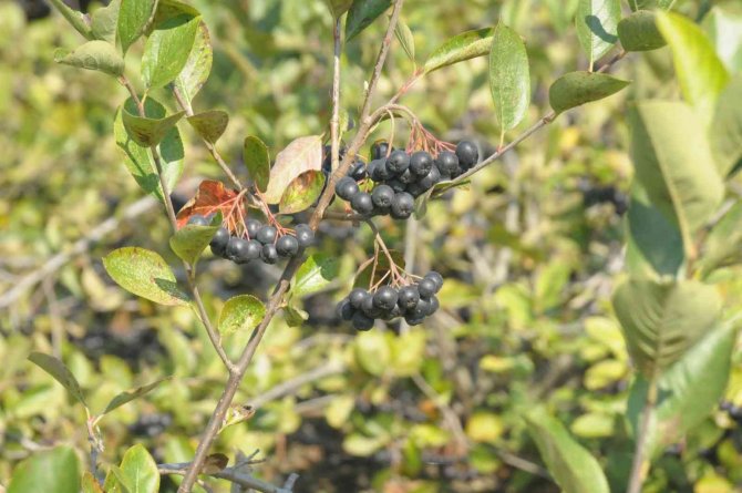 Süper Meyve ‘Yalova Aronyası” Hasat İçin Gün Sayıyor