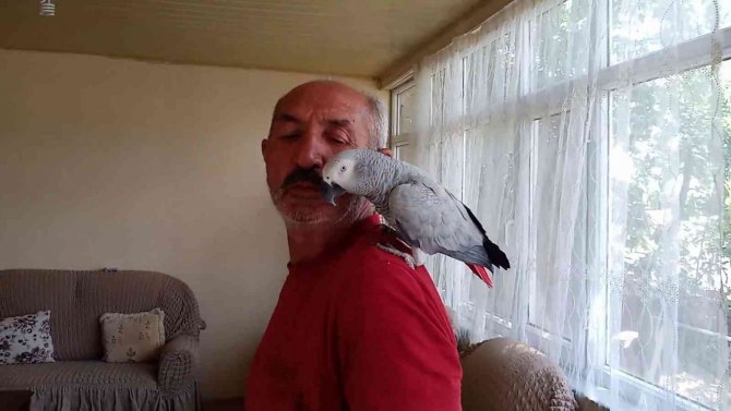 Kayıp Papağanlarını Bulununca Sevinç Gözyaşı Dökmüşlerdi, O Anları Anlattılar
