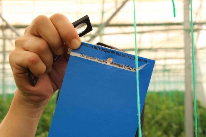 Elmalı’da Çiftçiye 10 Bin Adet Yapışkan Tuzak Dağıtıldı