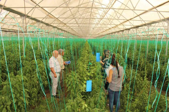 Elmalı’da Çiftçiye 10 Bin Adet Yapışkan Tuzak Dağıtıldı