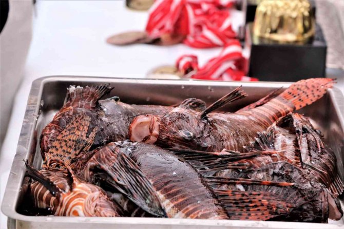 Zehirli Aslan Balığını Yakalamak İçin Yarıştılar, Tuttuklarını Izgarada Pişirip Yediler